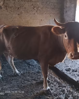 Vacche Limousin pure