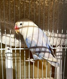 Pappagallo inseparabile