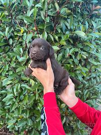 Labrador ultimo cucciolo disponibile