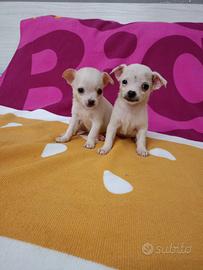 Cuccioli chihuahua