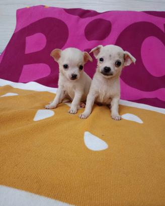 Cuccioli chihuahua