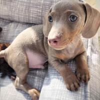 Cuccioli di bassotti solo maschi blu