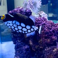 Pesce Balestra Conspicillum-ambientato