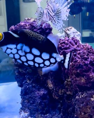 Pesce Balestra Conspicillum-ambientato