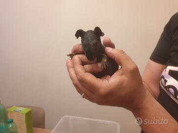 Cavia skinny
