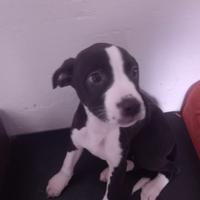 Cucciola di simil labrador e red nous