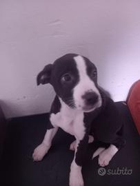 Cucciola di simil labrador e red nous