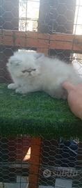 Gattina bianca/fumé ipertipica