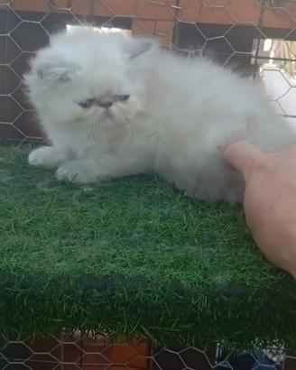 Gattina bianca/fumé ipertipica