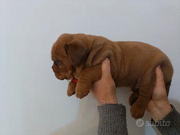 Cuccioli di dogue de Bordeaux