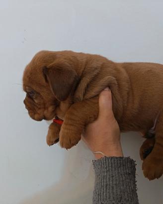 Cuccioli di dogue de Bordeaux