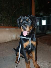 Rottweiler