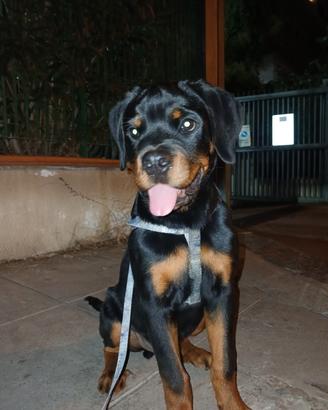 Rottweiler