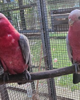 Cacatua rosa