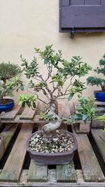 prebonsai misti