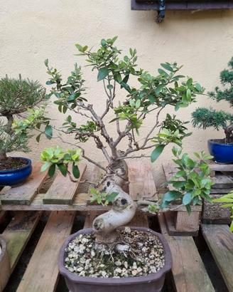 prebonsai misti