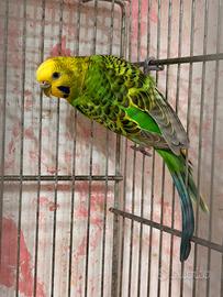 Cocorite
