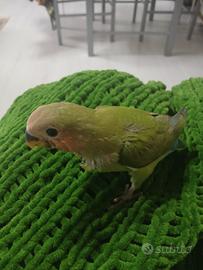 Inseparabili allevati a mano