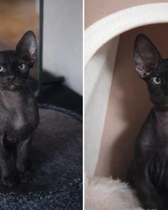 Sphynx colore nero