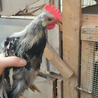 Galli e galline ornamentali