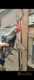 Galli e galline ornamentali