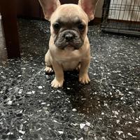 Cucciola di bulldog francese