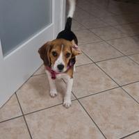 Cane beagle