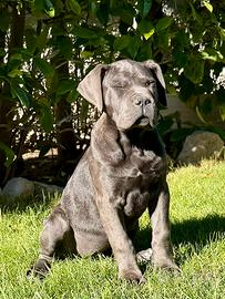 Cucciola grigia cane corso