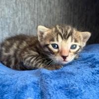 Gatto bengala cucciola