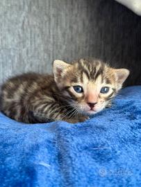 Gatto bengala cucciola