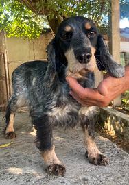 Cocker femmina