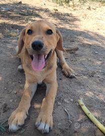 Meticcio cane dolce Labrador pelo corto cucciolo