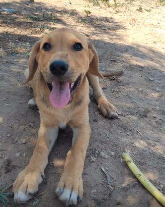 Meticcio cane dolce Labrador pelo corto cucciolo