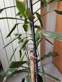 pianta Dracaena Fragrans 