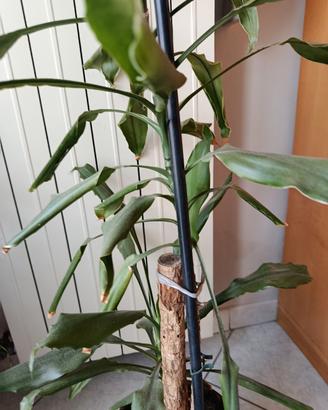 pianta Dracaena Fragrans 