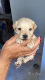 Teneri cuccioli