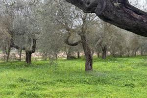Terreno Agricolo - Alghero