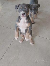 Pitbull