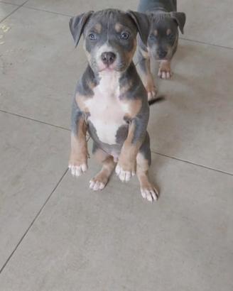 Pitbull
