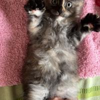 Cucciola femminuccia maine coon con pedigree