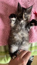 Cucciola femminuccia maine coon con pedigree