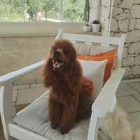 Barbone nano con pedigree per monta