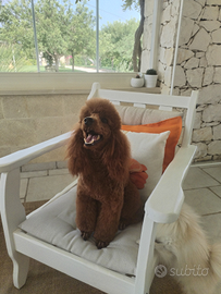 Barbone nano con pedigree per monta