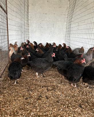 Galline marans