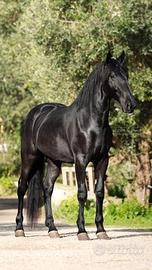 Cavallo murgese