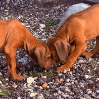 Cuccioli di razza Rhodesian Ridgeback