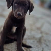 Sorellina tutte sole