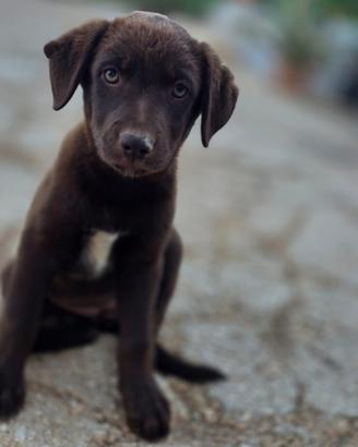 Sorellina tutte sole