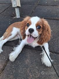 cavalier king