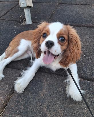 cavalier king